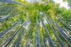Sagano Bamboo Forest, Arashiyama, Kyoto, Japan Art Print